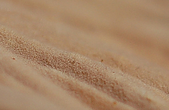 Forse Phanerochaete velutina - foto 6635